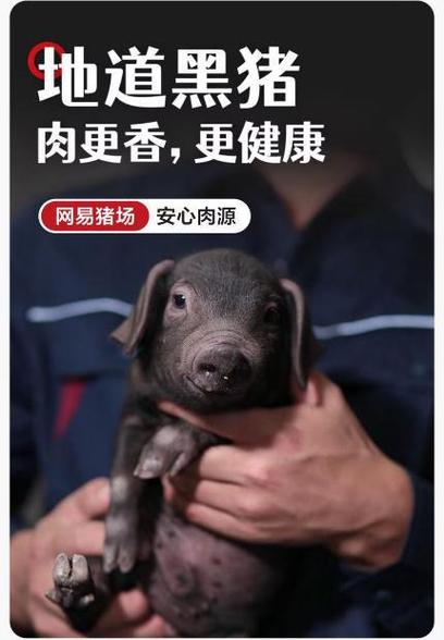 网易养猪：网易味央，打造“第三代养猪模式”