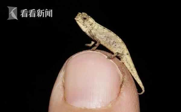 科学家发现世界最小生物，只有十亿分之一米！