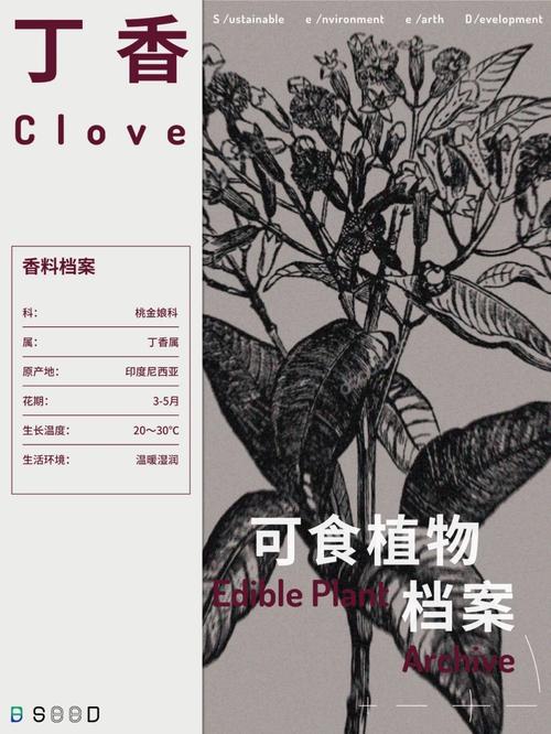 古代口香糖的秘密：丁香的妙用