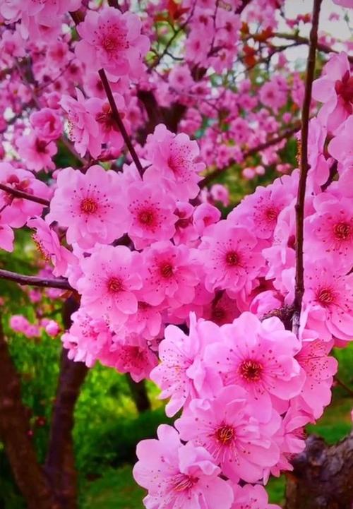 春暖花开，美丽的胴体：四季变迁的美丽