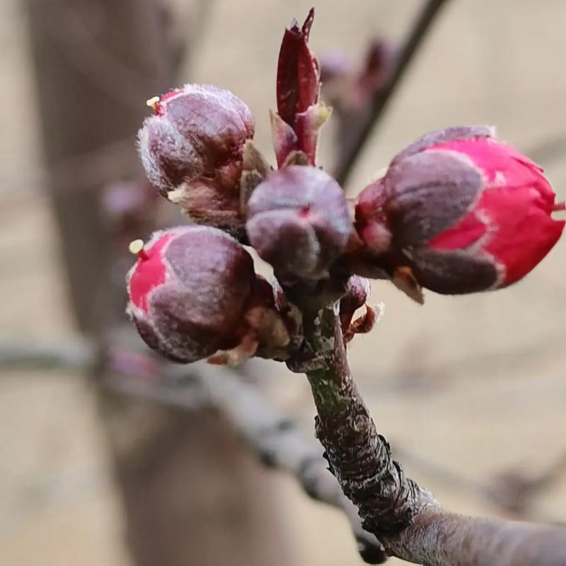 大脚插件花骨朵补丁：反和谐必备神器