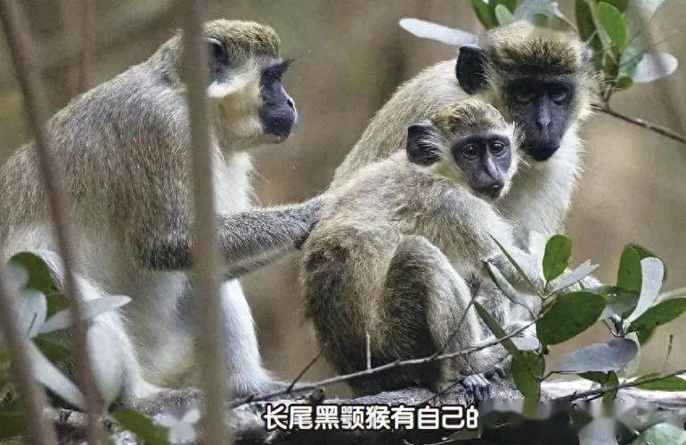 会说话的猴子，学说话的秘密