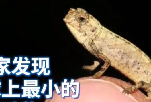 科学家发现世界最小生物，只有十亿分之一米！