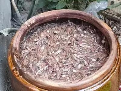 揭秘鱼露的制作：主要原料竟然是鱼虾！