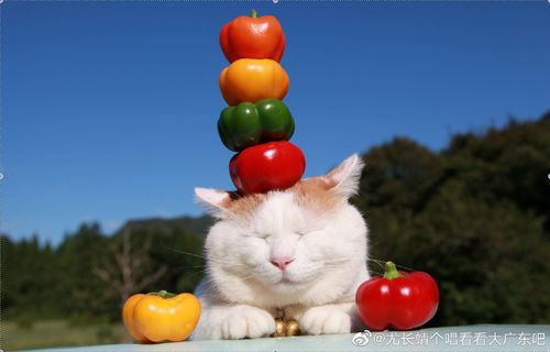 don32：二猫叔联手巨献，精彩摔角