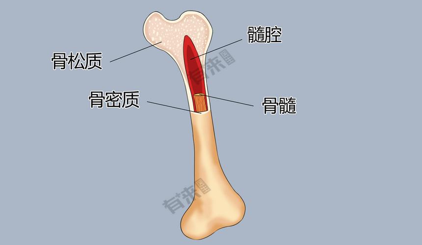 人体“造血工厂”骨髓：你不可不知的秘密
