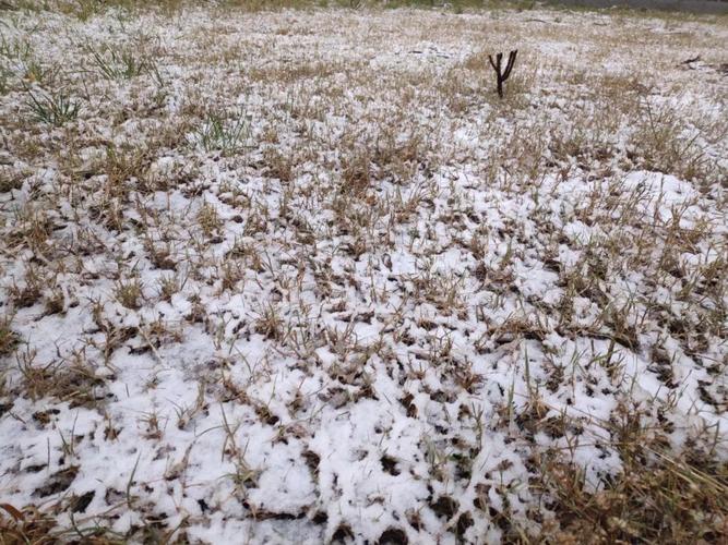 冬天草地被雪封，哪种植物能救动物？