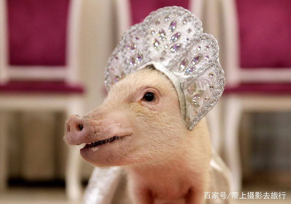 猪智商超乎你想象，别再说它笨了