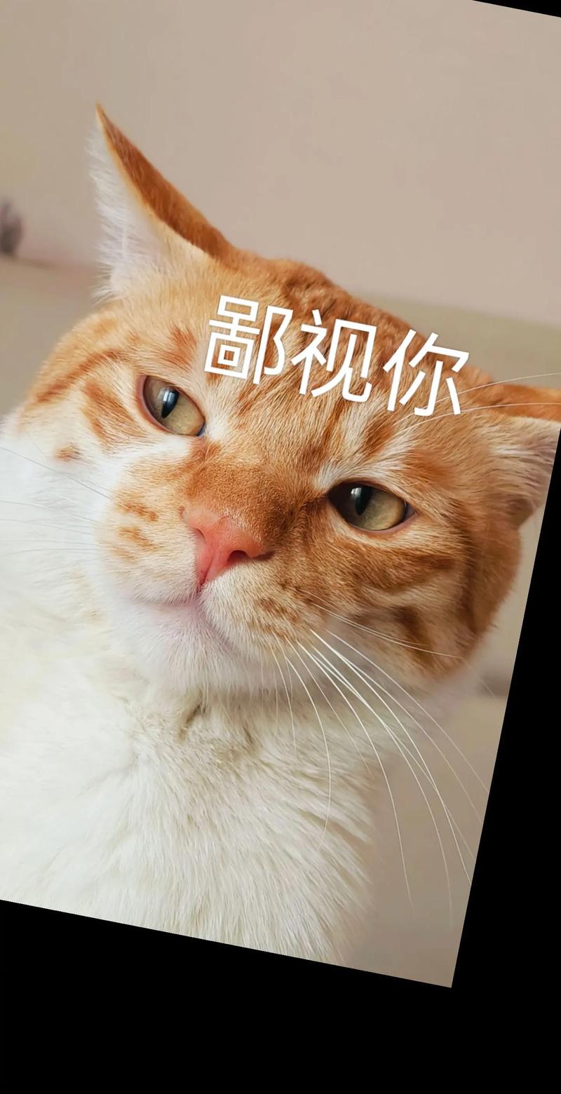 会说话的猫：猫咪会说话的秘密