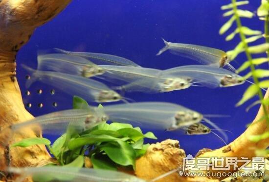 幽灵鱼怎么做？教你快速完成钓鱼任务