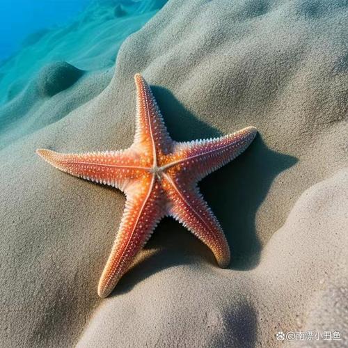 海星：虽然在海里，但它不是鱼！