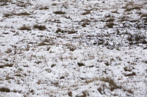 冬天草地被雪封，哪种植物能救动物？
