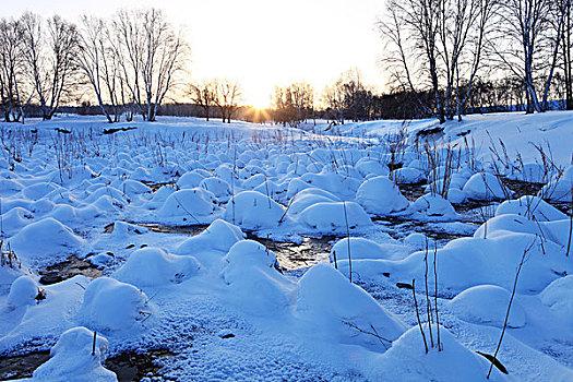 冬天草地被雪封，哪种植物能救动物？