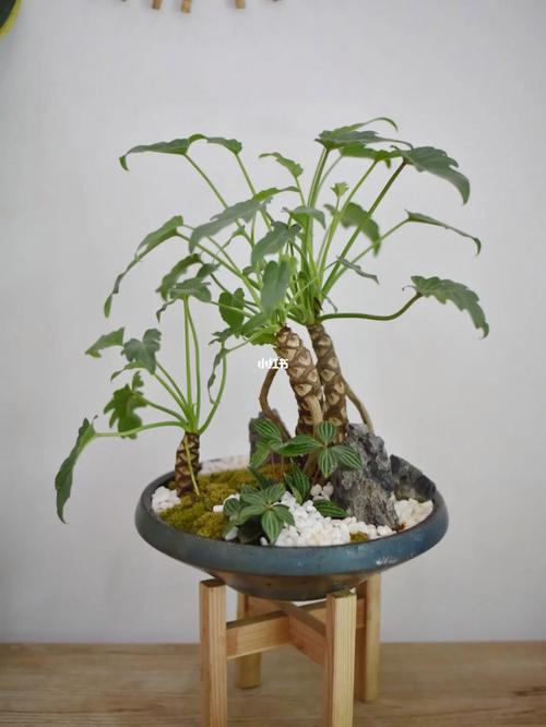 龙鳞天使鱼群：龙骨荒野钓鱼指南
