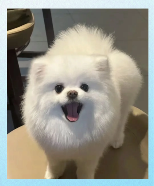 88dog好养吗？看完这篇优缺点分析再做决定！