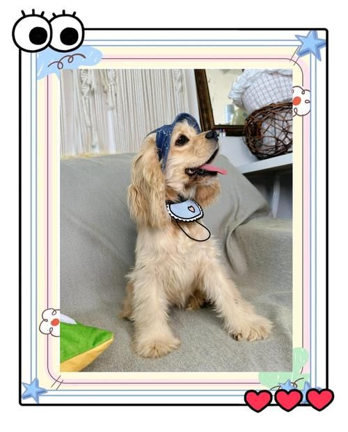 88dog好养吗？看完这篇优缺点分析再做决定！