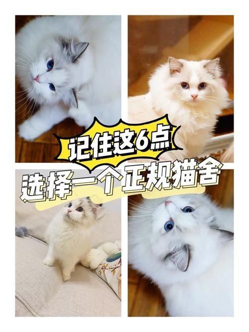 CFa认证猫舍怎么选？记住这几点不踩雷！