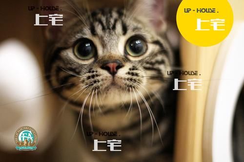 CFa认证猫舍怎么选？记住这几点不踩雷！
