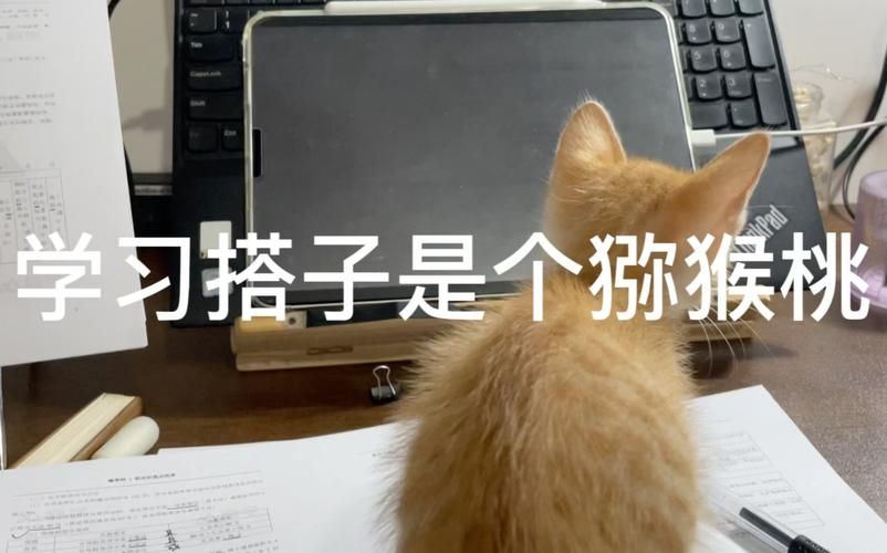 costudy是什么意思？这个学习搭子靠谱吗？