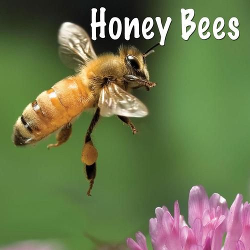 honey honey是什么意思？这首歌背后有什么故事？