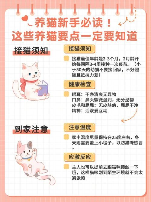 koshka猫好养吗？新手养猫避坑指南看这里！