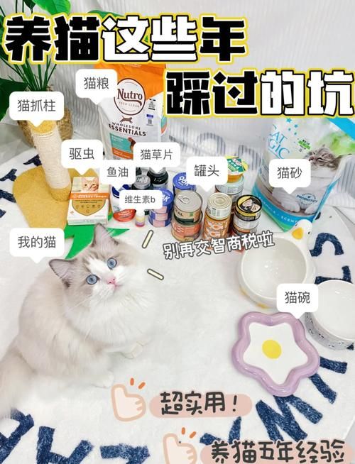 koshka猫好养吗？新手养猫避坑指南看这里！