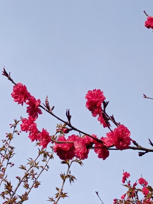 一枝红杏出墙来猜一生肖，原来是它！你猜对了吗？