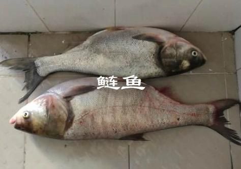 下列选项中什么是热血的鱼？看完你就知道了！