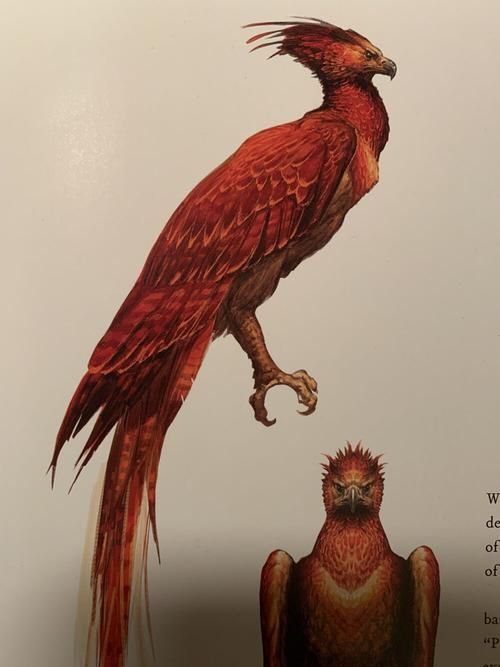 不死凤凰是什么?揭秘这种神奇生物的传说! 不死凤凰是什么?揭秘这种神奇生物的传说!