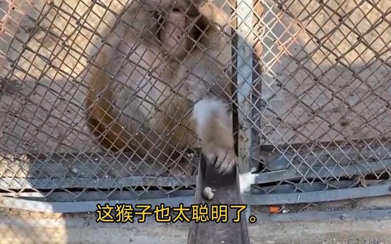 不要喂猴子是真的吗？亲身经历告诉你答案！