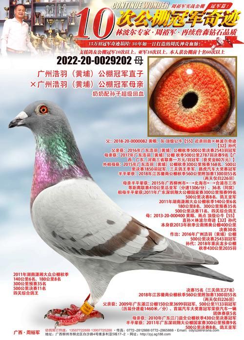 中国信鸽信息网手机版好用吗？鸽友都在用的app！