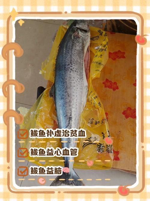 乌鸡鲅鱼是什么意思阿？看完这篇你就懂了！