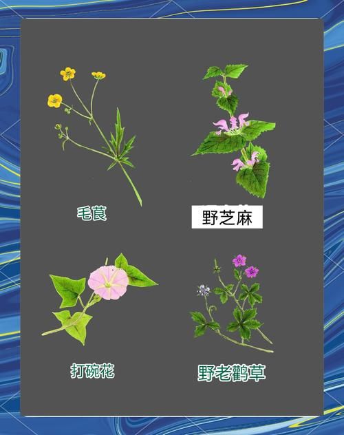 乱花渐欲迷人眼怎么理解？白话文解读来了！