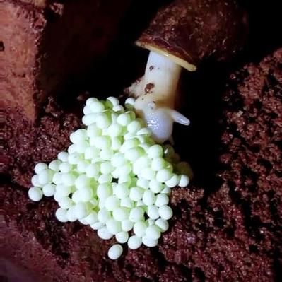 亲测！最强蜗牛密令999999个白蝌蚪是真的吗？