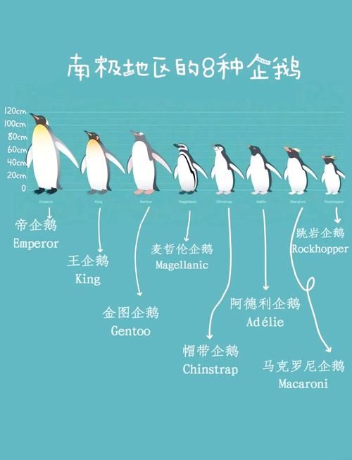 企鹅主要吃什么？看完你就了解企鹅啦！
