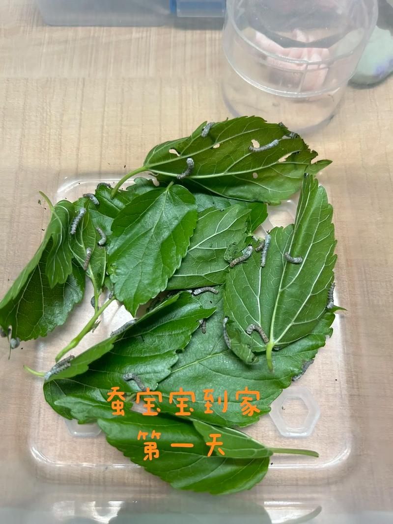 你知道蚕会睡觉吗？这种休息方式真特别！