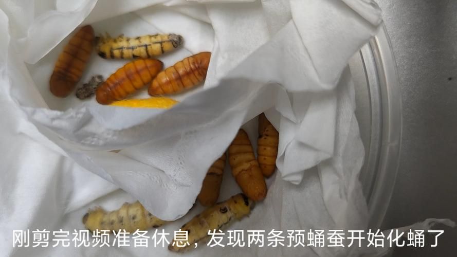 你知道蚕会睡觉吗？这种休息方式真特别！