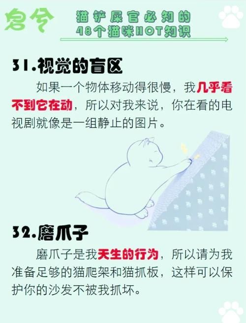 修猫是什么意思？铲屎官必知：猫咪修理毛发小知识！