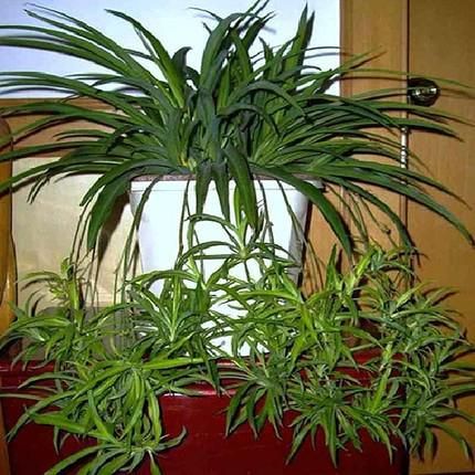 元气骑士植物有什么用？最强植物搭配看这里！