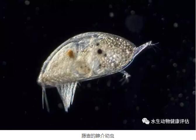 元气骑士藤壶有什么用？最详细的藤壶作用介绍！