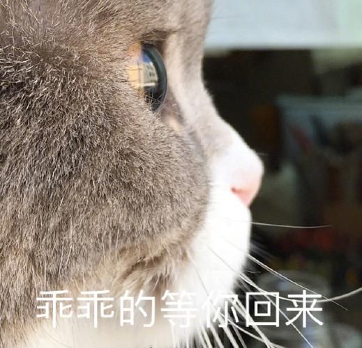 免费表情包下载安装：超多可爱表情包等你来！