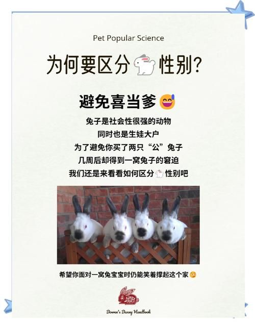 兔区是什么意思？一篇文章带你了解兔区的前世今生！