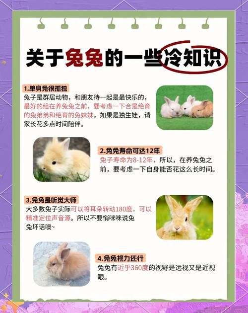 兔区是什么意思？一篇文章带你了解兔区的前世今生！