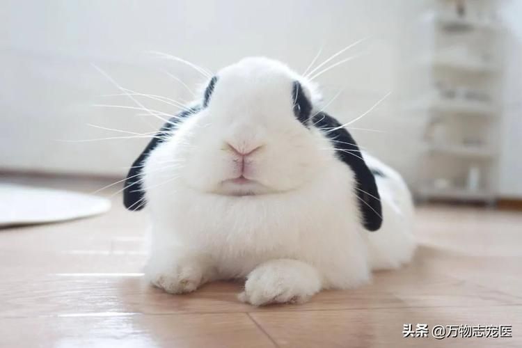 兔子尾巴有什么用？这几个作用很有趣！