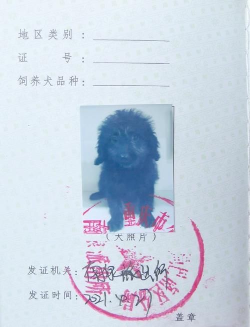 养狗证网上怎么办理？详细步骤一看就会！