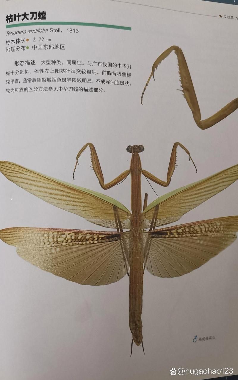劈斧螳螂和普通螳螂有啥区别？一看就懂的对比！