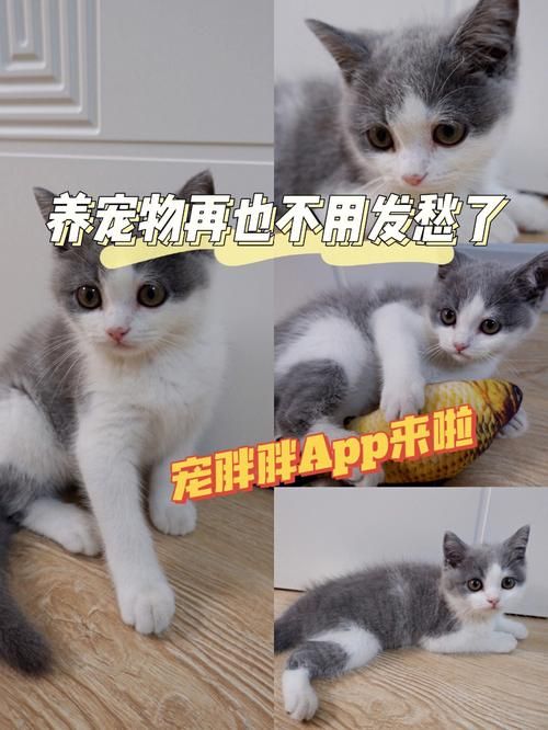 动物发音器下载：这款App超火，好多人在用！