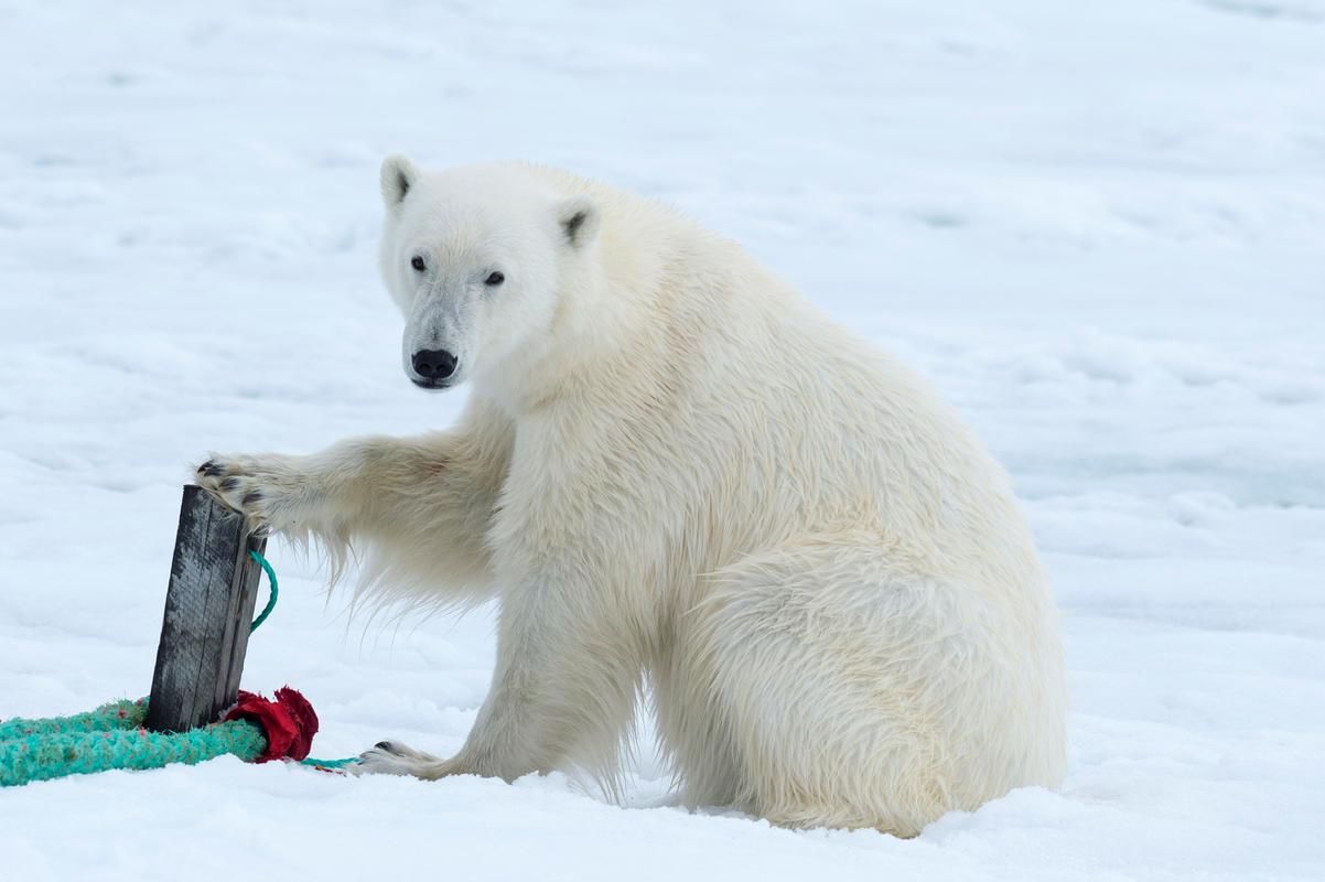 北极熊的皮肤是什么颜色?原来不是白色是真的! 北极熊的皮肤是什么颜色?原来不是白色是真的!