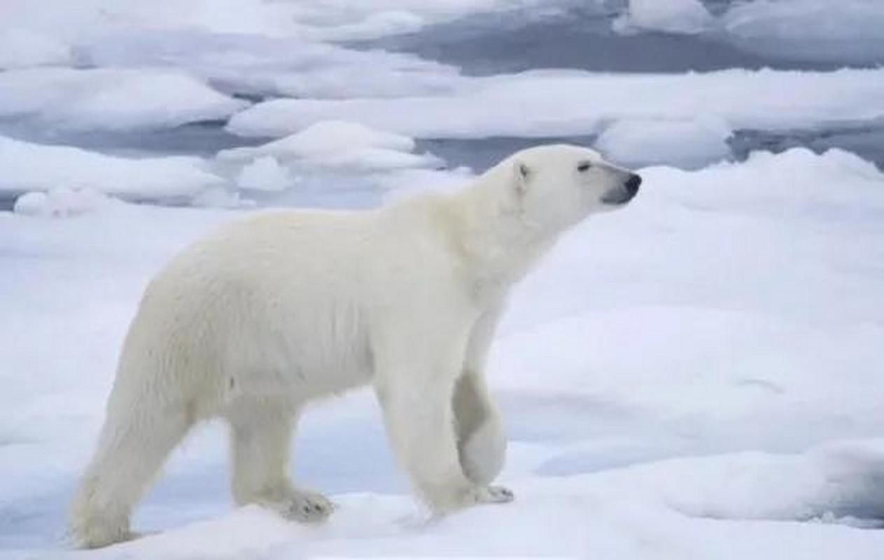 北极熊的皮肤是什么颜色?原来不是白色是真的! 北极熊的皮肤是什么颜色?原来不是白色是真的!