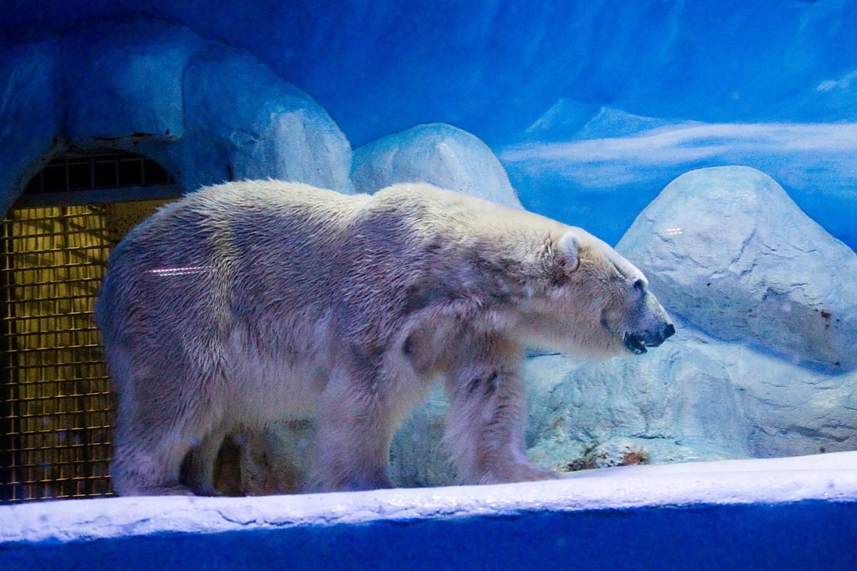 北极熊的皮肤是什么颜色?原来不是白色是真的! 北极熊的皮肤是什么颜色?原来不是白色是真的!